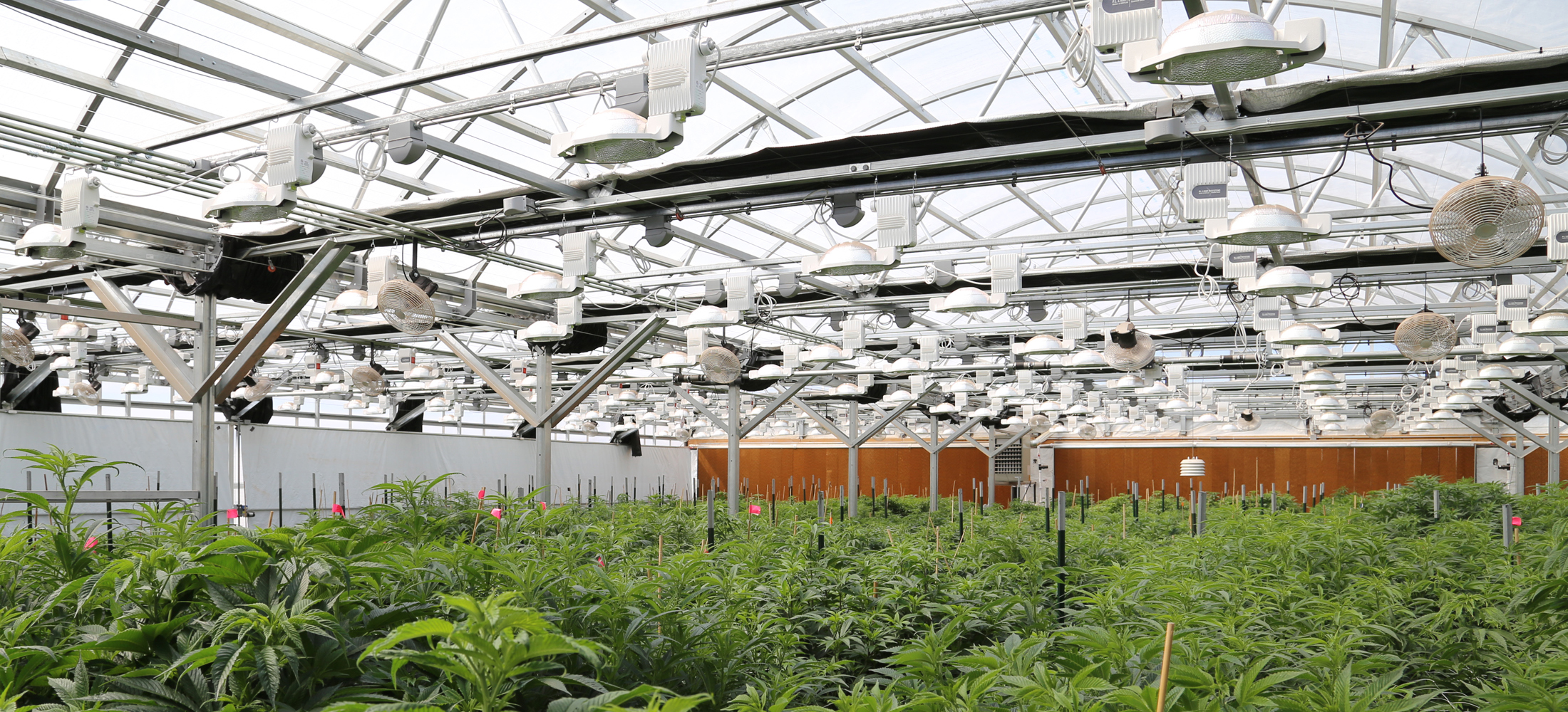 Cannabis Consulting GrowSpan