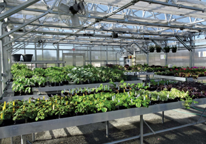 Custom greenhouse benches