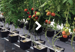 Dutch bucket tomatoes