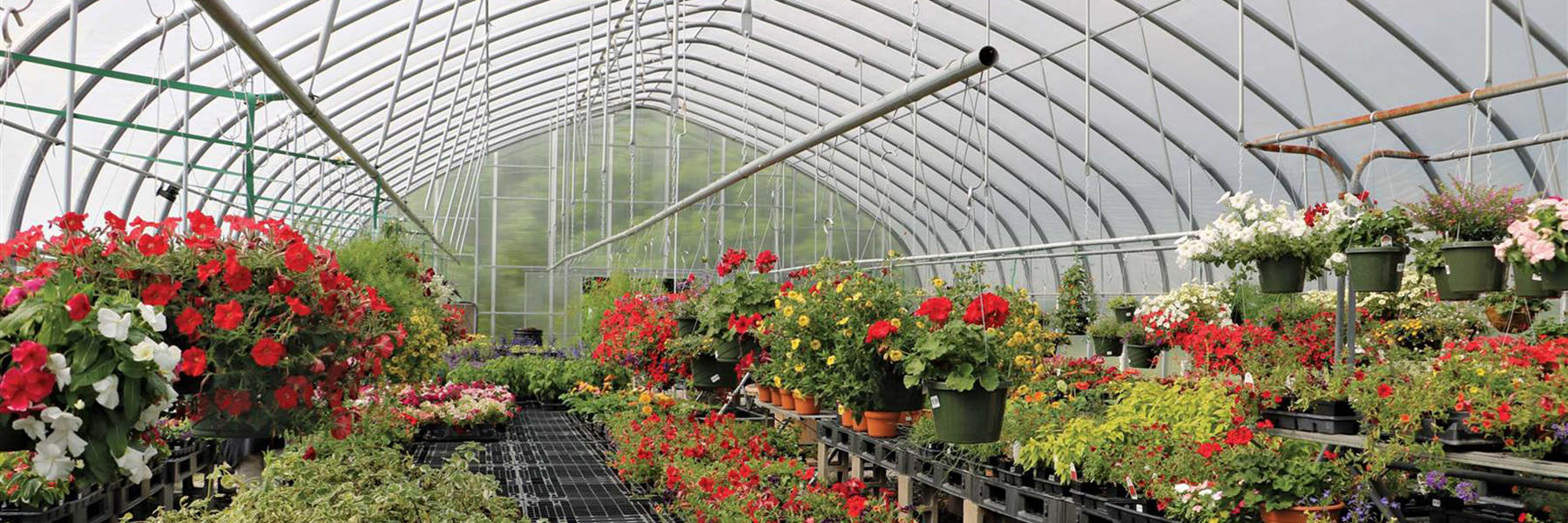 nursery greenhouse flowers