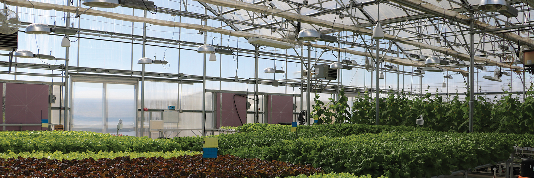 Commercial Greenhouse for Hydroponic growing