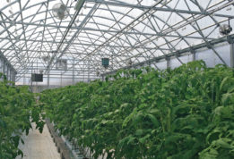 7 Spruce farm plants in greenhouse