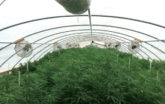 Cascade Growers high tunnel interior