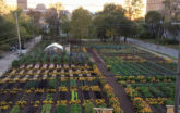 Michigan Urban Farm