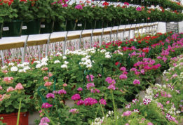 Mid Atlantic Growers Greenhouse row of flowers