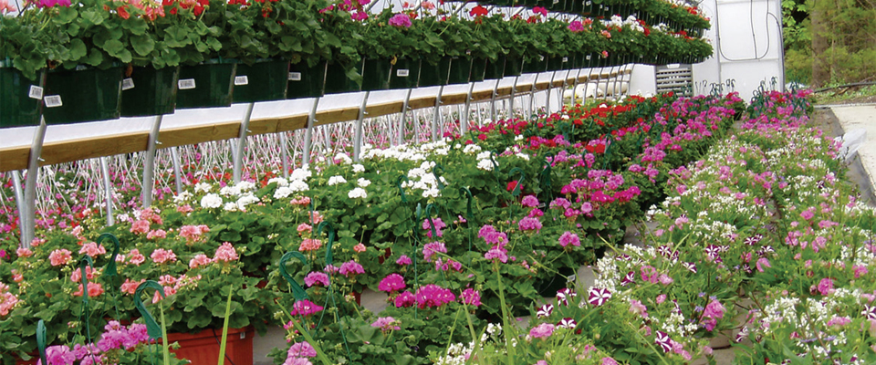 Mid Atlantic Growers Greenhouse row of flowers