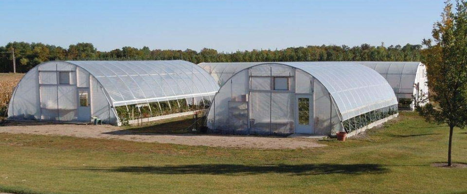 Woodside raspberries high tunnels