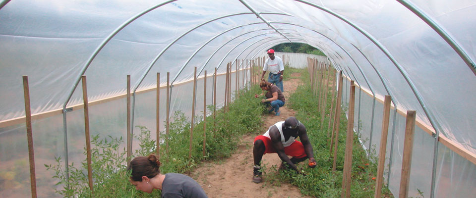 Cold Frames