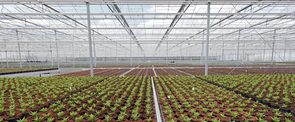 School greenhouse