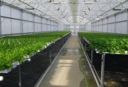 Vegetable hydroponics