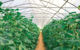 Gothic high tunnel with tall plants