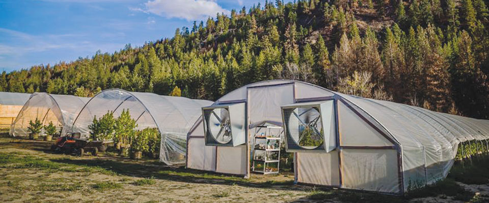 Cannabis high tunnels