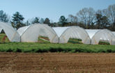 Multiple high tunnels