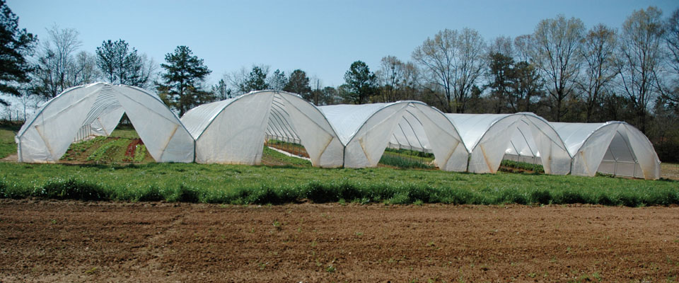 Multiple high tunnels