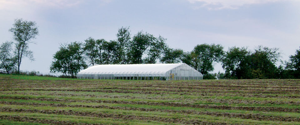 Greenhouse in distance