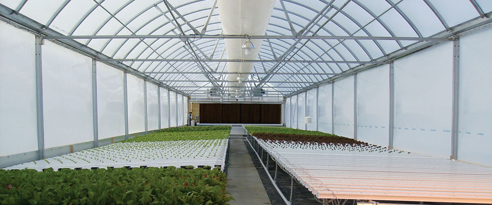 Hydroponic Greenhouse ventilation