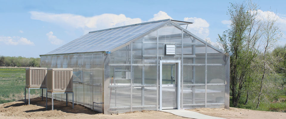 Commercial cannabis greenhouse