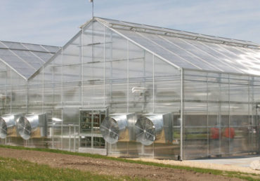 Commercial cannabis greenhouses