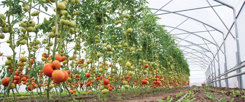 Vegetable greenhouse