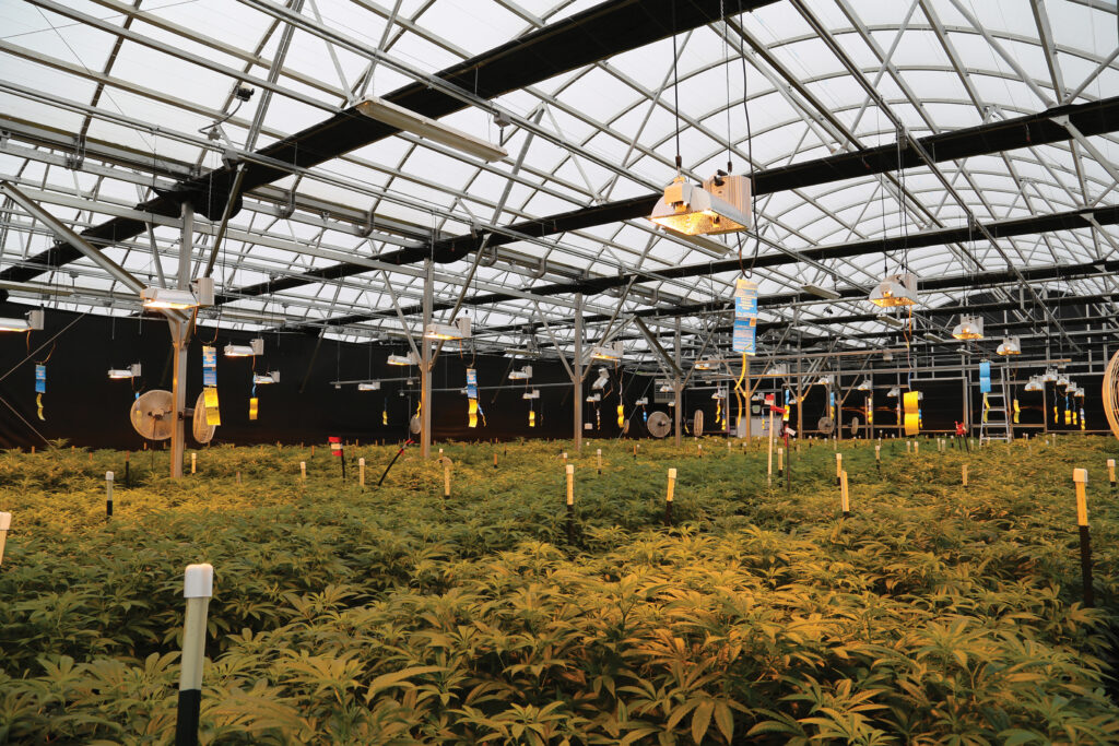 cannabis growing inside massive greenhouse