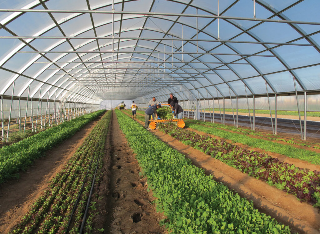 crops harvested in high tunnel