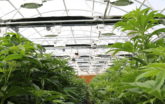 Low shot of grow greenhouse