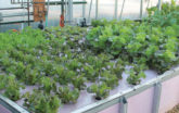 Commercial aquaponics system
