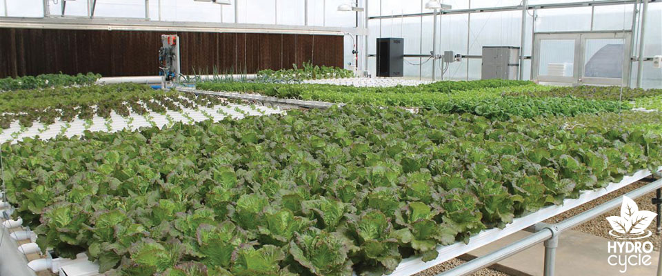 Lettuce hydroponic system