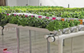 Custom hydroponics systems