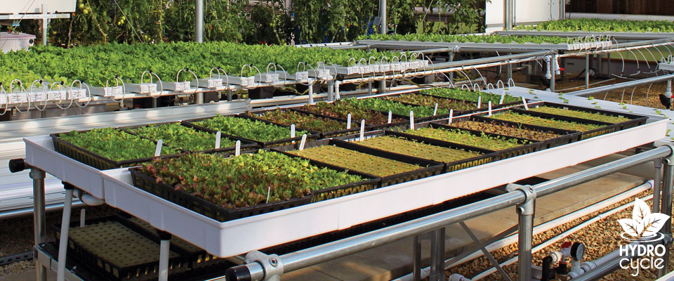 Microgreen tables