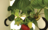 Aeroponic systems