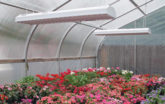 Greenhouse with lights