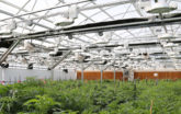 Grow Greenhouse consulting