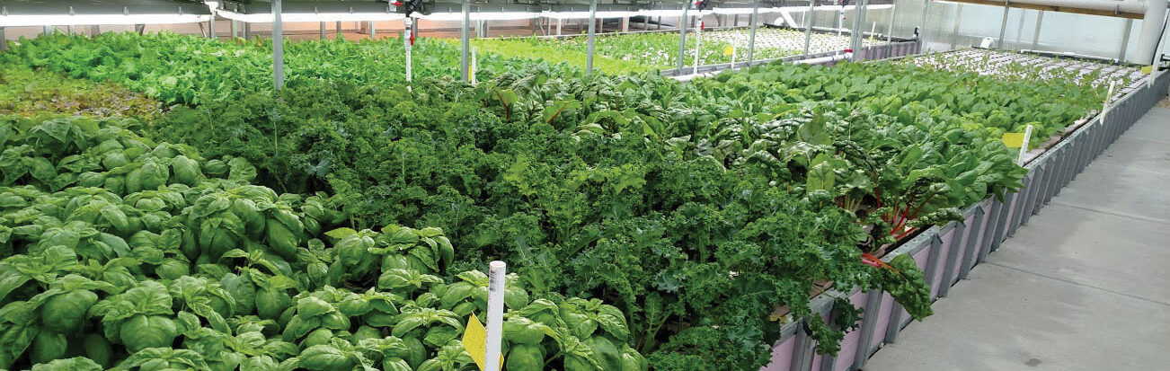 vegetables growing hydroponically in greenhouse