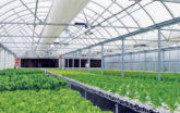 Hydroponic Greenhouse