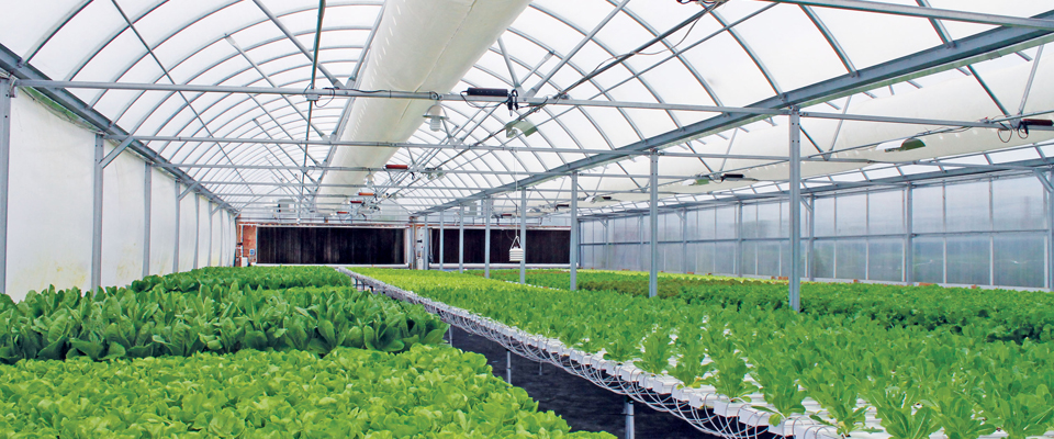 Hydroponic Greenhouse