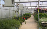 floral Greenhouse with Temperature controls
