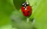 Lady bug Closeup