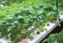 Charles Drew horticulture hydroponics