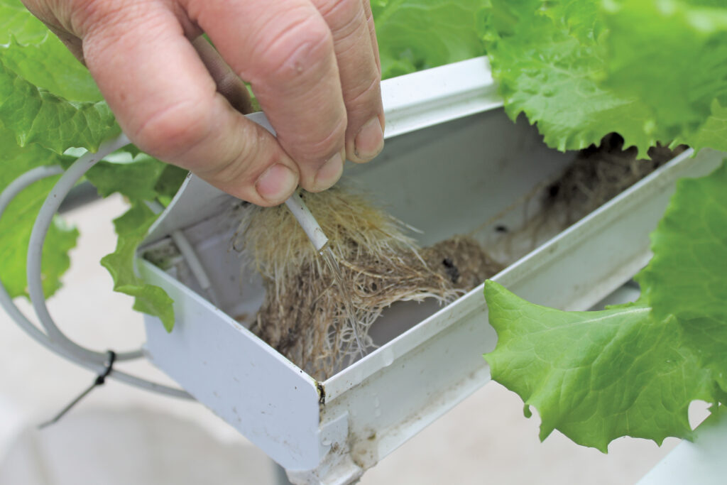 hand showing roots of plant growing in NFT system