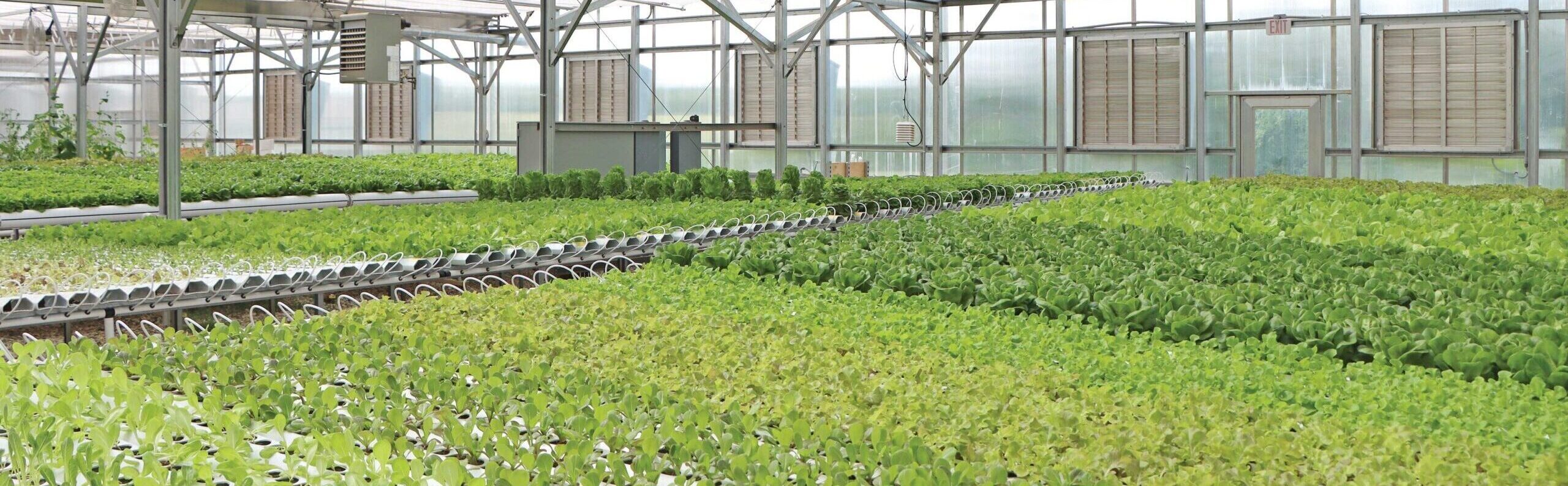 rows of NFT systems growing lettuce inside greenhouse