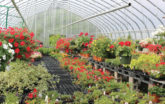 Hendons Garden Center interior