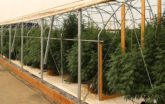 Hemp greenhouses