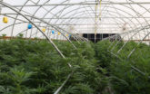 Hemp greenhouse