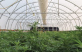 Alfalfa Valley Farm interior high tunnel