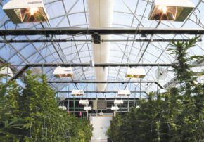 cannabis greenhouse
