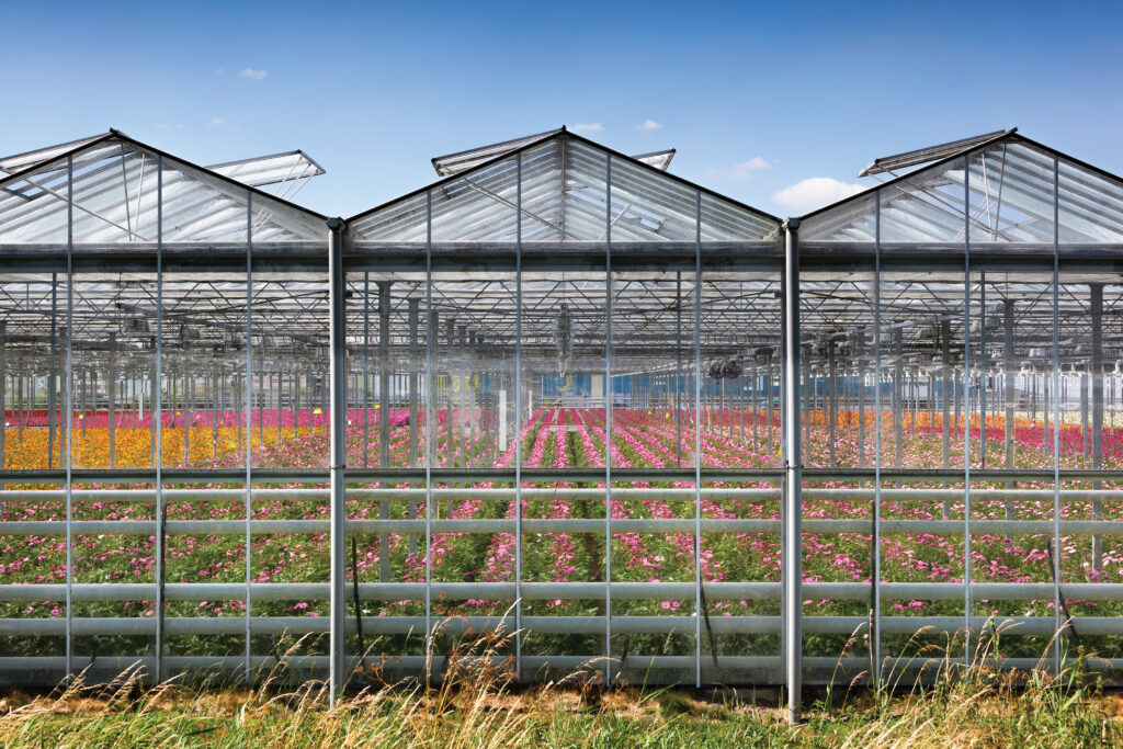 Greenhouse exterior with colorful flowers inside in the Netherlands