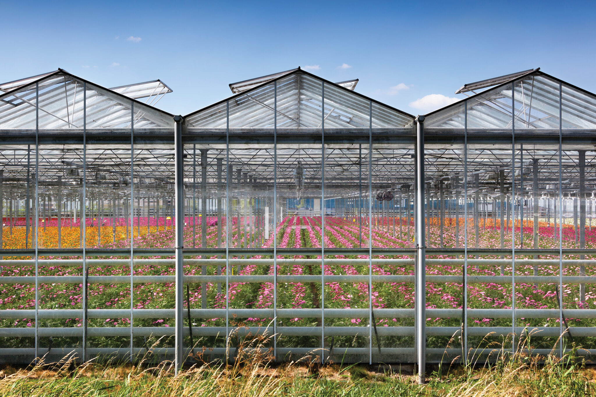 Choosing the Right Greenhouse Covering for Your Operation GrowSpan