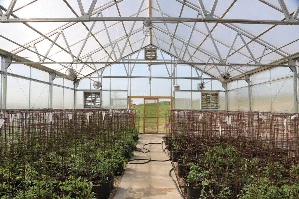 Tomatoes growing in greenhouse