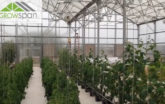 Breckenridge Hydroponic Greenhouse with tall plants